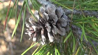 Pinus contorta var latifolia Pinaceae lodgepole pine [upl. by Mavis720]