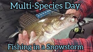 Catching Multispecies in a snowstorm Ice Fishing Jackfish Lake Alberta [upl. by Nahs10]