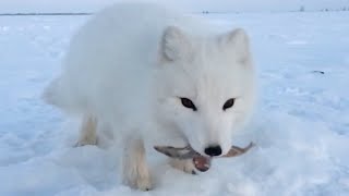 Baby Arctic Fox Steals Fish From Man [upl. by Auehsoj405]