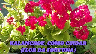 KALANCHOECOMO CUIDAR FLOR DA FORTUNA2024 [upl. by Asilim714]