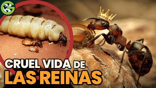 La CRUEL VIDA de las REINAS de los INSECTOS 🐜🐝 [upl. by Stargell]