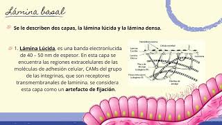 HistologiaMembrana basal Modificaciones basales [upl. by Kosse]