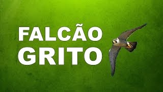 SOM GRITO FALCÃO [upl. by Laurette]