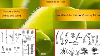 pharmacognosy Plant tissues 2 عقاقير اولى صيدله [upl. by Jew668]