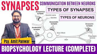 Synapses amp its Types  Communication Between Neurons  Biopsychology by Psychologist Amit Panwar [upl. by Mahla647]