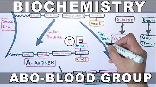 Biochemistry of ABO Antigens [upl. by Enelaj]