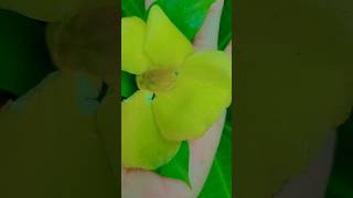 🌿❤️গোলাপ ফুলের কাঁটা 🌹🌿trending lovelyflowers natureflowers youtubeshorts shortsviral explore [upl. by Broida]