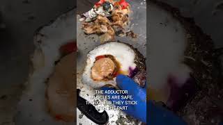 Steven Rinella cleaning a big Rock Scallop in Alaska fueledbynature meateater seafood [upl. by Ehav]