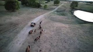 Bison Are Trained To Run With Us [upl. by Bobinette]