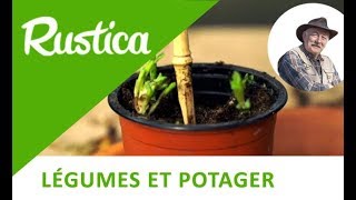 Bouturer l’estragon français [upl. by Row]