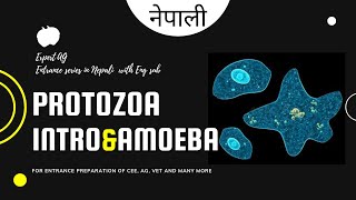 protozoa  phylum protozoa characters and classification explained in nepali [upl. by Karita783]