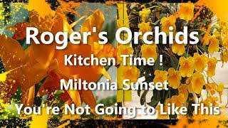 Kitchen Time  Miltonia Sunset  Youre Not Going to Like This [upl. by Dempster]