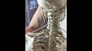 Functional Anatomy of the Hyoid Bone on the Skeleton Model  BONEMANpro [upl. by Capone790]