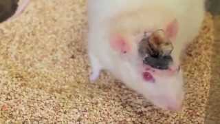 Scientists Control Mouse Brain By Remote Control [upl. by Alegnat]