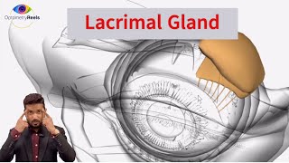 Lacrimal apparatus  Anatomy of eye  Tear drainage system  2024  Optometryreels [upl. by Jena]