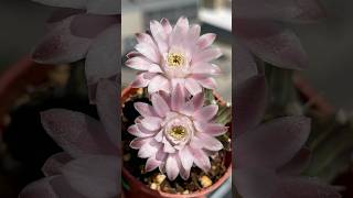 Gymnocalycium [upl. by Isied]