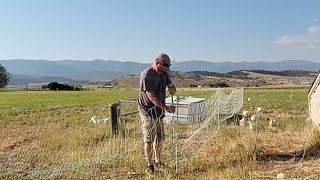 Adoring Chicks Grasshopper Infestation amp Playful Pigs [upl. by Manoop]