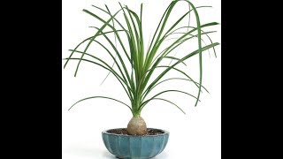 Care and repotting of ponytail palm Beaucarnea Recurvata [upl. by Hujsak439]