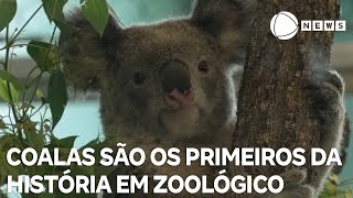 Coalas são os primeiros a morarem em zoológico nos EUA [upl. by Martynne]