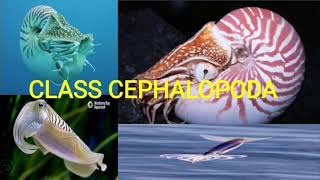 Class Cephalopoda  Phylum Mollusca [upl. by Tess]