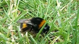 Bombus terrestris  httpaqualouryfrgd [upl. by Roumell]