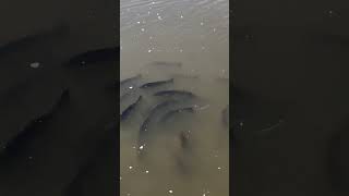 Redfish living their best life at low tide [upl. by Weitzman]