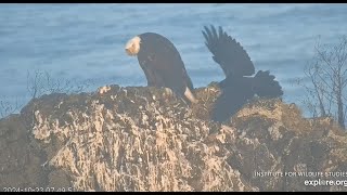 West End Bald Eagle Catalina USA  Thunder amp kruk psotnik 2024 10 23 [upl. by Kliment741]