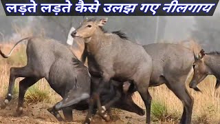 Why the every Nilgai in excited [upl. by Spiers]