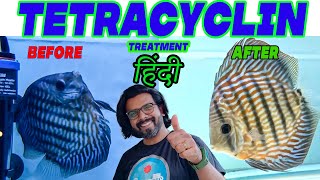 Tetracycline Treatment for Fish in HINDI [upl. by Placida]