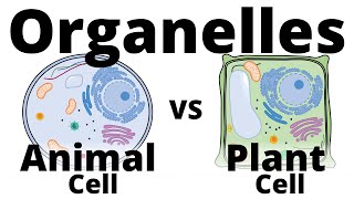 Plant Cell vs Animal Cell [upl. by Annuahsal]