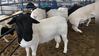 Ovinos dorper na exposição de caprinos e ovinos de Macururé [upl. by Linzy]