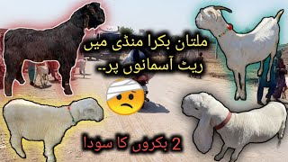 Multan Bakra Mandi Latest Updates  24 April 2024 [upl. by Jamie]