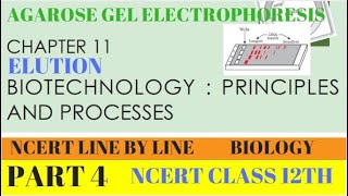 PART4 AGAROSE GEL ELECTROPHORESISBIOTECHNOLOGY PRINCIPLES AND PROCESSESCHAPTER 11 CLASS 12 BIO [upl. by Ahsaek]