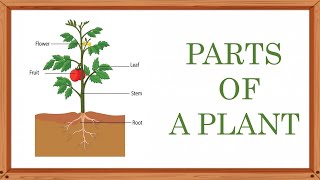 Parts of plants  Stem  Root  Part of plants and their functions  Different parts of plants [upl. by Allisirp]