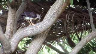 Black Sparrowhawk Accipiter melanoleucus [upl. by Havens372]