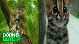 Born to be Wild The Visayan Leopard Cat and Pinsker’s Hawk Eagle [upl. by Aissej691]