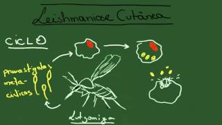 Leishmaniose Tegumentar Americana  Resumo  Parasitologia [upl. by Alfred]