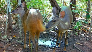 Animais na ceva de sal e o som da natureza [upl. by Adnohsad]