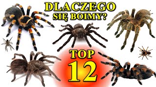 12 Największych PAJĄKÓW Świata  Dlaczego Się Boimy  Arachnofobia🕷 [upl. by Pascal625]