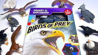 Birds of Prey Collection  Eagle Hawk Vulture Snowy Owl Great Horned Owl Albatross Harpy Eagle [upl. by Koffman282]