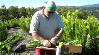 Leucadendron Harvest 2012avi [upl. by Aserehtairam959]