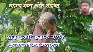 আতা ফল পচে যাচ্ছে তাহলে কি প্রয়োগ করবেন জানুনআতা গাছের পরিচর্যাata gacher porichorjashorts [upl. by Blumenthal]