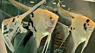 Long Fin Angelfish and Long Veil Angelfish  Most beautiful freshwater angelfish breeding [upl. by Dawkins]