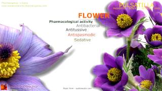 Pulsatilla benefits Medicinal properties of the Pulsatilla flowers [upl. by Ashwin755]