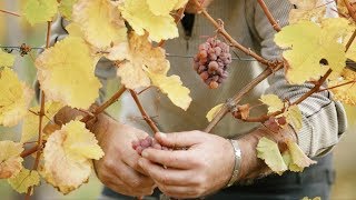 Interview Complet de Thierry Fritz  Domaine Fritz Au Vieux Moulin  Vins et Gîtes en Alsace [upl. by Nosretep]