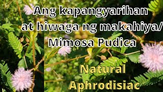 Ang Kapangyarihan at Hiwaga ng MakahiyaMimosa Pudica Natural Aphrodisiac [upl. by Franny]