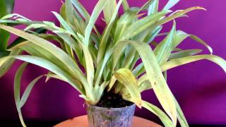 Orchid care How to care for Miltoniopsis Orchids quothow to grow orchidsquot [upl. by Asetal897]