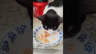 Cats Shrimp Mukbang Video for Cats [upl. by Grimaldi411]