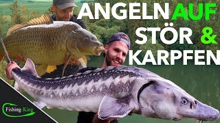 Die 7 BESTEN Tipps für erfolgreiches STÖR amp KARPFENANGELN am FORELLENSEE  FishingKingde [upl. by Mw]