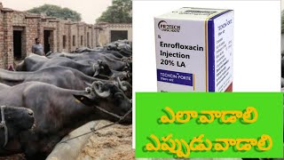 Enrofloxacin injection uses and benefits in telugu janidairyfarm dairyfarmtelugu veterinary [upl. by Acino]